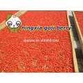 Goji Berry / Wolfberry / Lycium Barbarum L Goji Berry / Wolfberry / Lycium Barbarum L Especificación